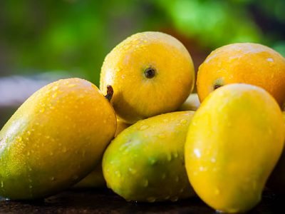 Popular Kesar Mangoes.with light green  backround, isolated, selective focus, shallow depth of field, concept of food and taste
